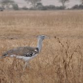  Ngorongoro Crater, TZ